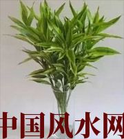 安康十二生肖养什么植物最旺财运？你知道吗！